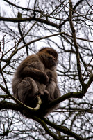 Monkey Forest, Trentham, Staffordshire