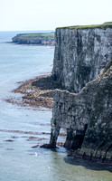 Bempton Cliffs May 2017